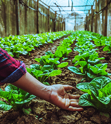 leacent Business Group