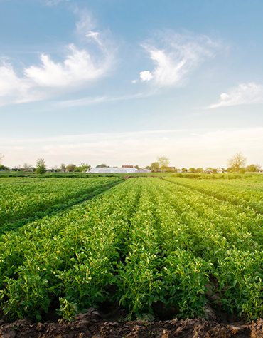 leacent Business Group