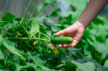 leacent Business Group